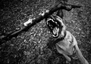 dog bite lawyer in Jefferson, GA
